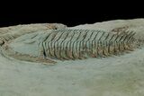 Lower Cambrian Trilobite (Longianda) - Issafen, Morocco #177334-5